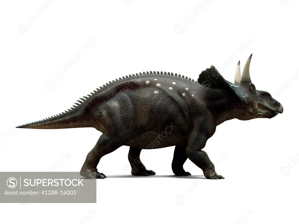 Nedoceratops dinosaur, computer artwork. This dinosaur, formerly known as Diceratops, lived 70 million years ago during the Cretaceous period.