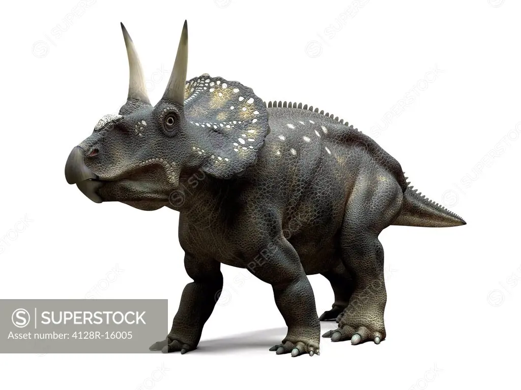 Nedoceratops dinosaur, computer artwork. This dinosaur, formerly known as Diceratops, lived 70 million years ago during the Cretaceous period.
