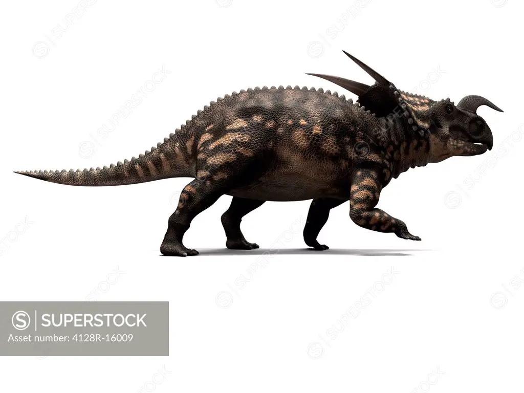Einiosaurus dinosaur, computer artwork. This dinosaur lived 65 to 100 million years ago during the Late Cretaceous period.