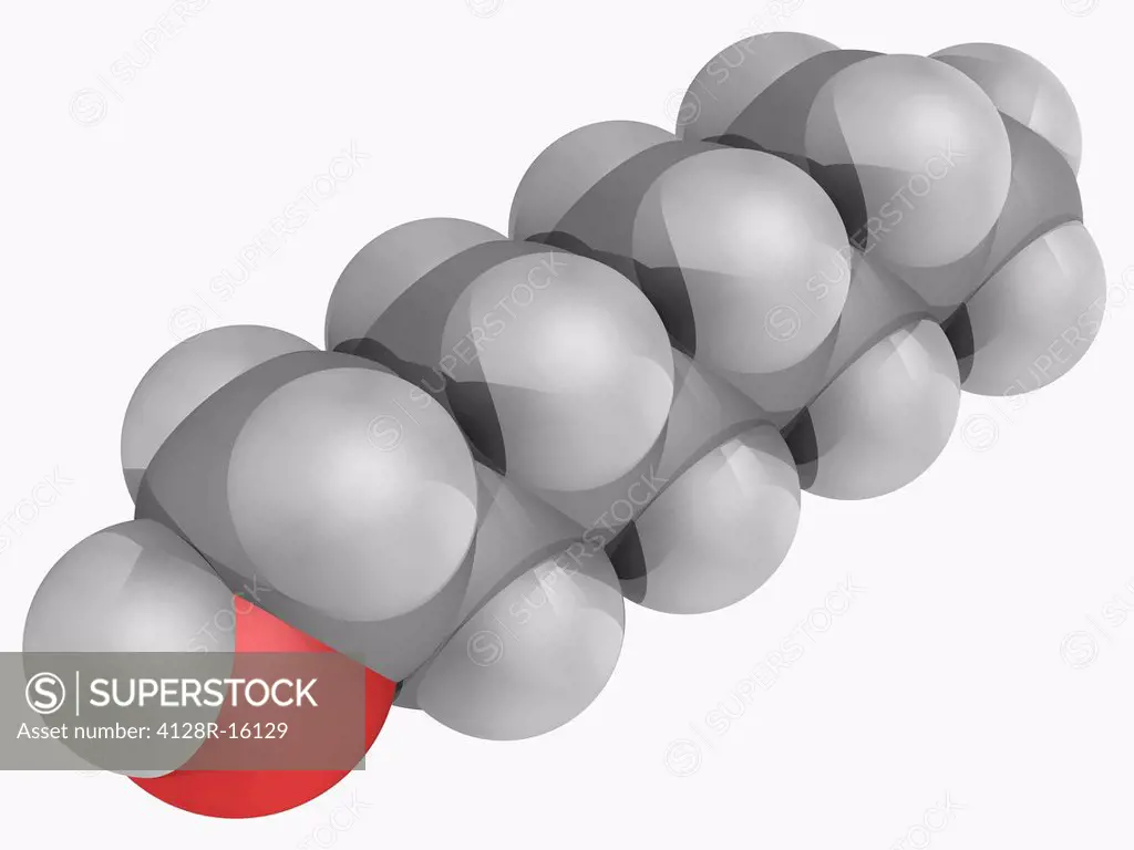 1_octanol, molecular model. Straight chain fatty alcohol with eight carbon atoms. Atoms are represented as spheres and are colour_coded: carbon grey, ...
