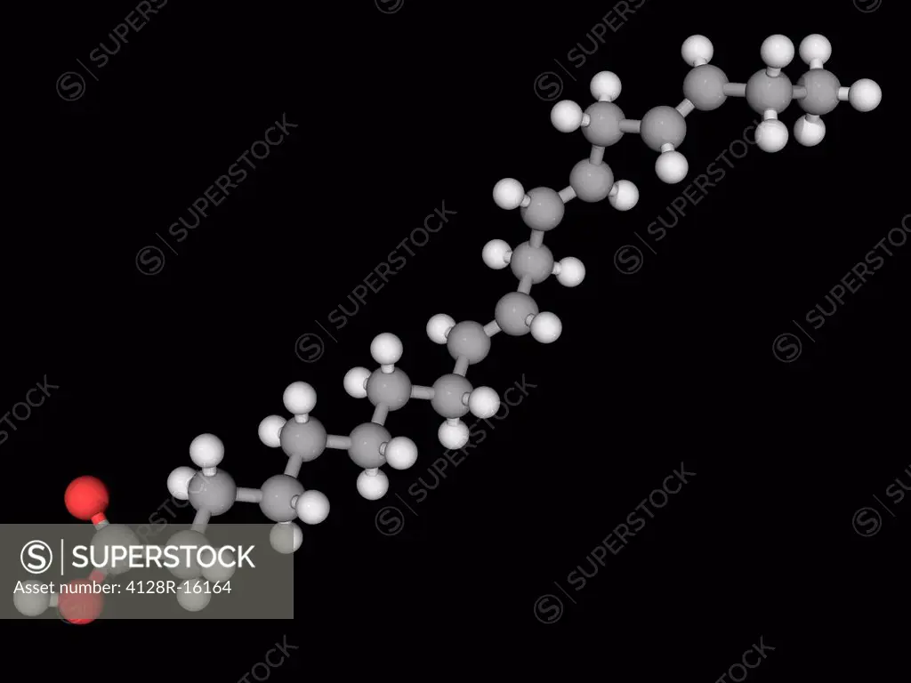 Alpha_Linolenic acid, molecular model. Omega_3 fatty acid found in vegetable oils. Atoms are represented as spheres and are colour_coded: carbon grey,...