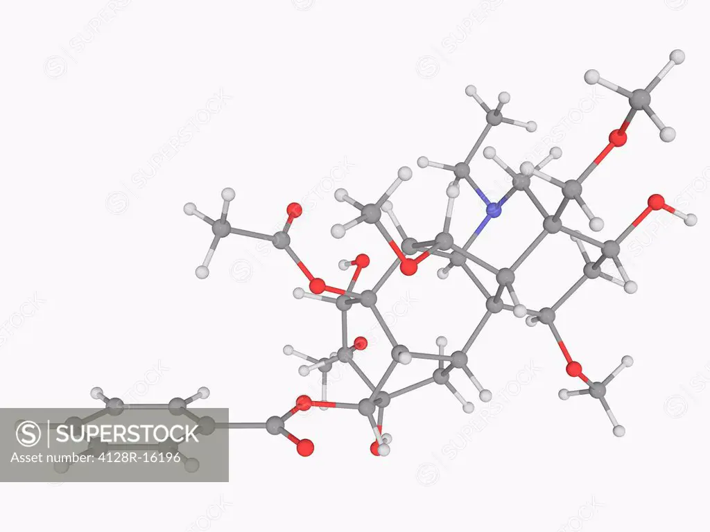 Aconitine, molecular model. Deadly neurotoxin produced by Aconitum plants. Atoms are represented as spheres and are colour_coded: carbon grey, hydroge...