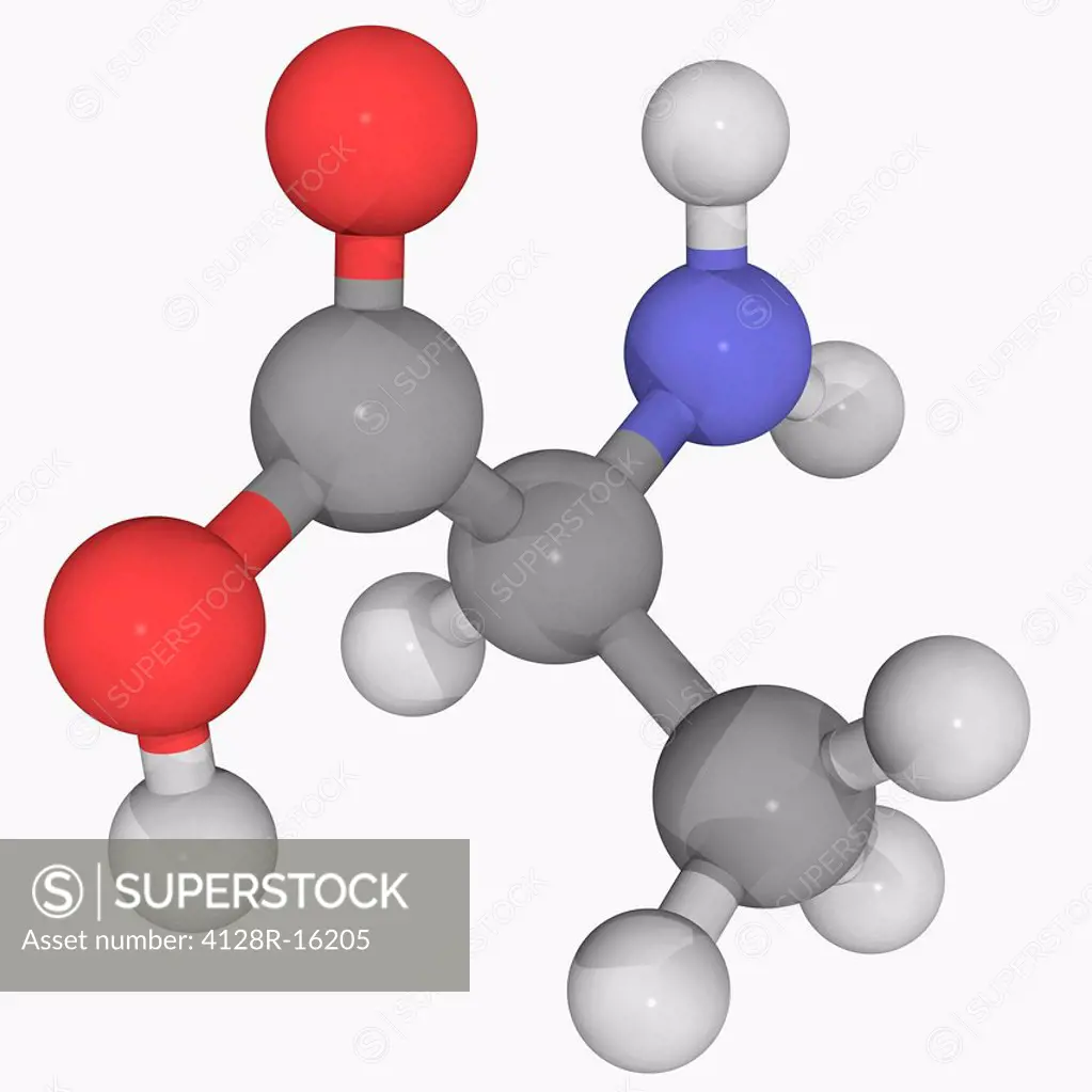 Alanine, molecular model. Alpha_amino acid that can be synthesised by the body. Atoms are represented as spheres and are colour_coded: carbon grey, hy...