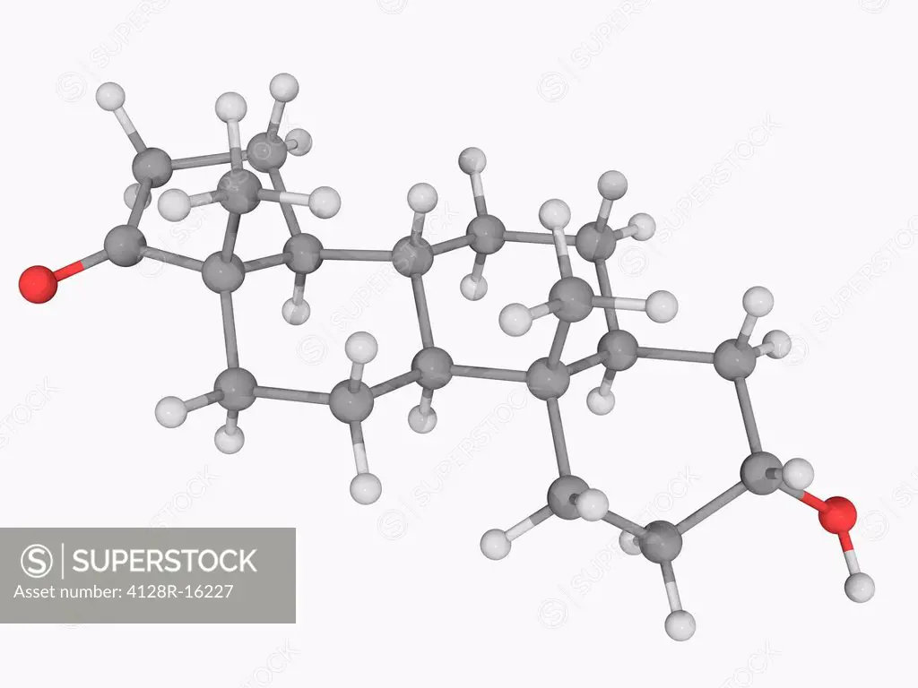 Androsterone, molecular model. Steroid hormone produced in the liver from the metabolism of testosterone. Atoms are represented as spheres and are col...