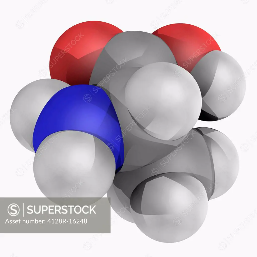 Alanine, molecular model. Alpha_amino acid that can be synthesised by the body. Atoms are represented as spheres and are colour_coded: carbon grey, hy...