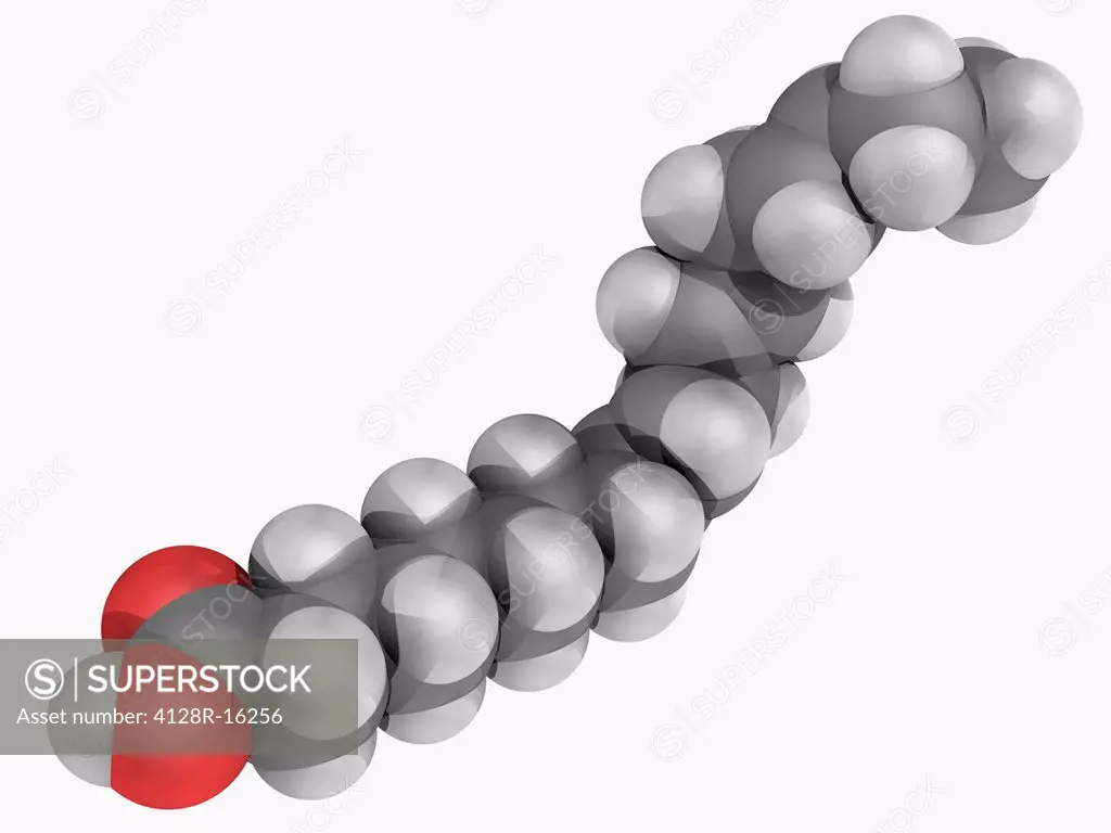 Alpha_Linolenic acid, molecular model. Omega_3 fatty acid found in vegetable oils. Atoms are represented as spheres and are colour_coded: carbon grey,...