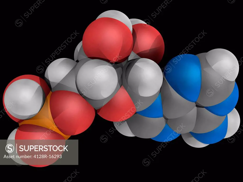 Adenosine monophosphate AMP, molecular model. Nucleotide used as a monomer in RNA. Atoms are represented as spheres and are colour_coded: carbon grey,...