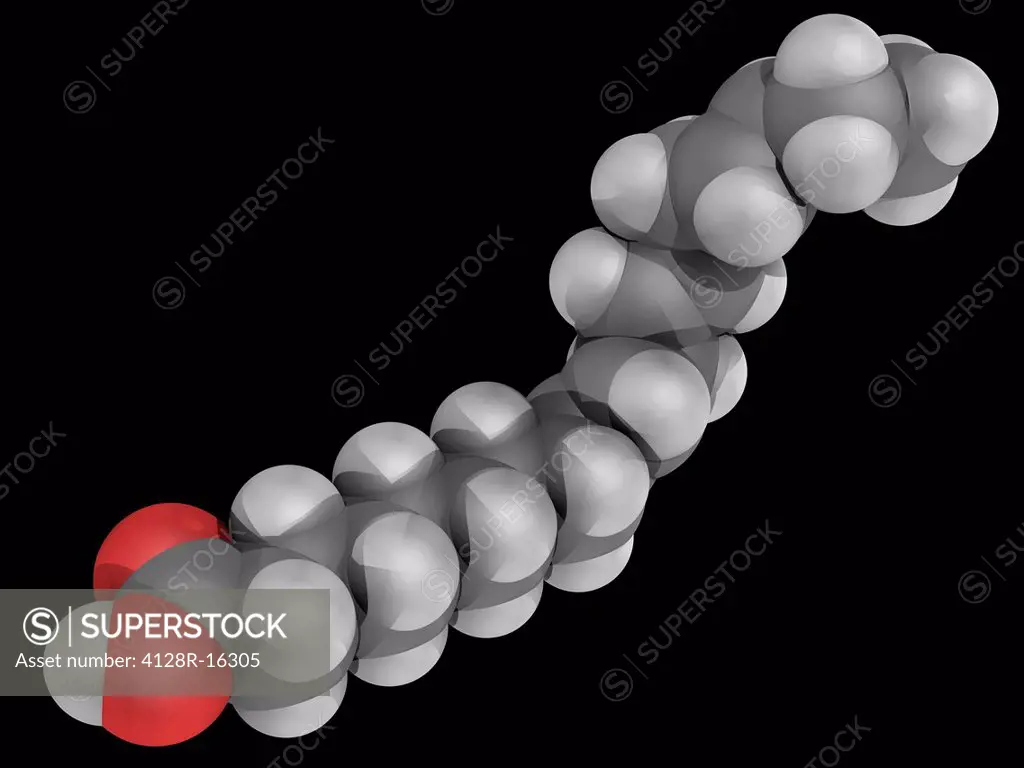 Alpha_Linolenic acid, molecular model. Omega_3 fatty acid found in vegetable oils. Atoms are represented as spheres and are colour_coded: carbon grey,...