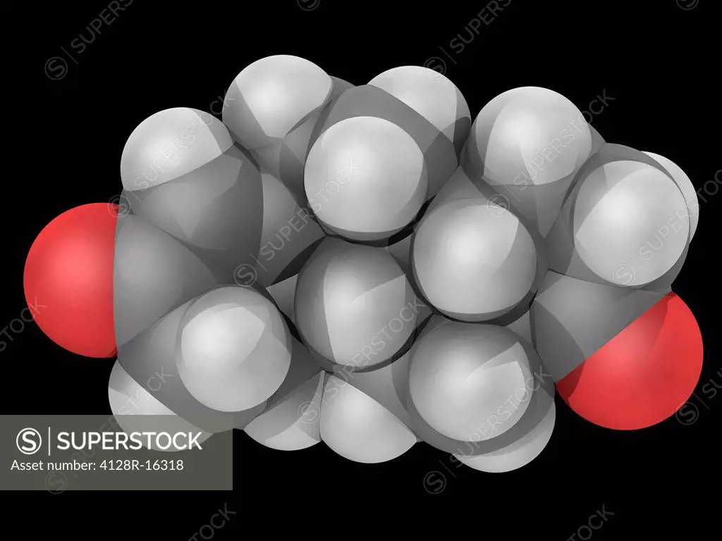 Androstenedione, molecular model. Steroid hormone produced in the adrenal glands and the gonads. Atoms are represented as spheres and are colour_coded...