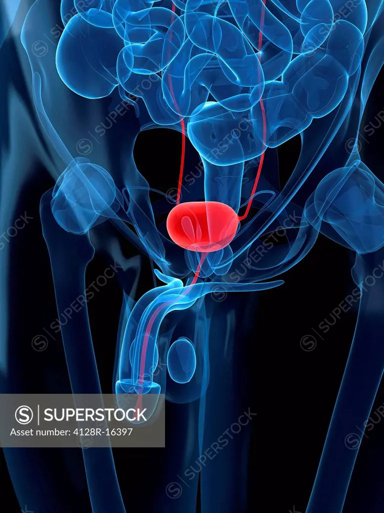 Healthy prostate gland, computer artwork.