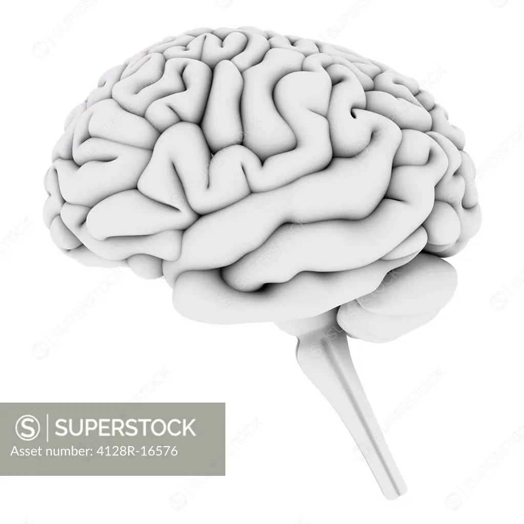 Computer artwork of a human brain on white background.