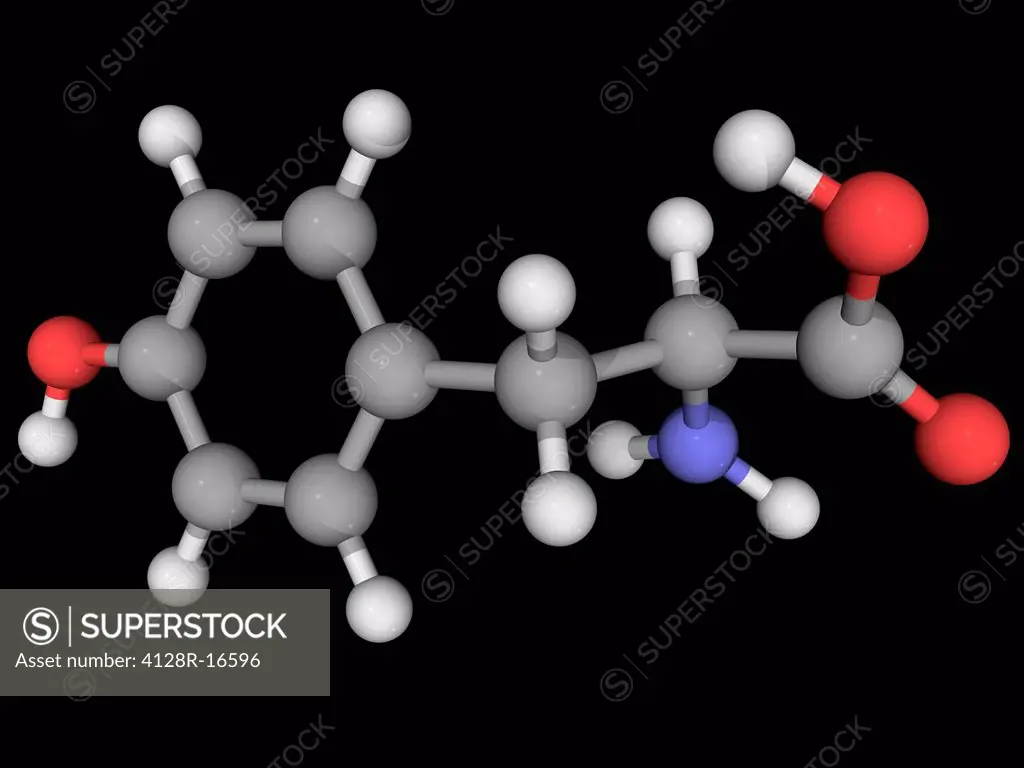 Tyrosine, molecular model. Non_essential amino acid, one of the 20 amino acids used to synthesize proteins. Atoms are represented as spheres and are c...