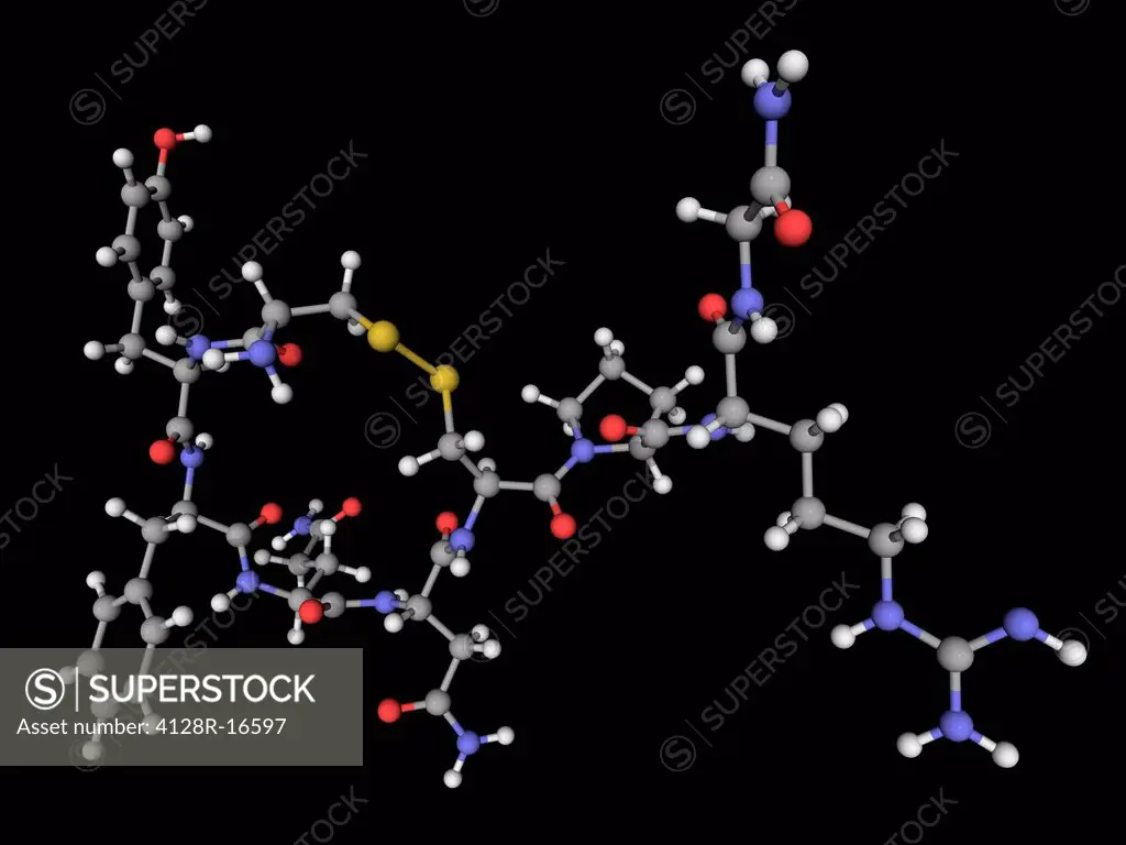 Vasopressin, molecular model. Neurohypophysial hormone found in most mammals, controlling the reabsorption of water molecules in the kidney tubules. A...