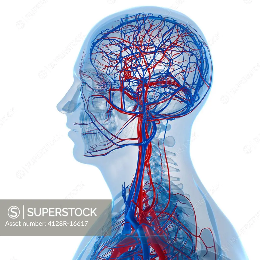 Vascular system, computer artwork.