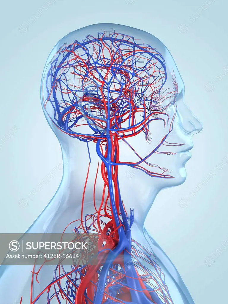 Vascular system, computer artwork.