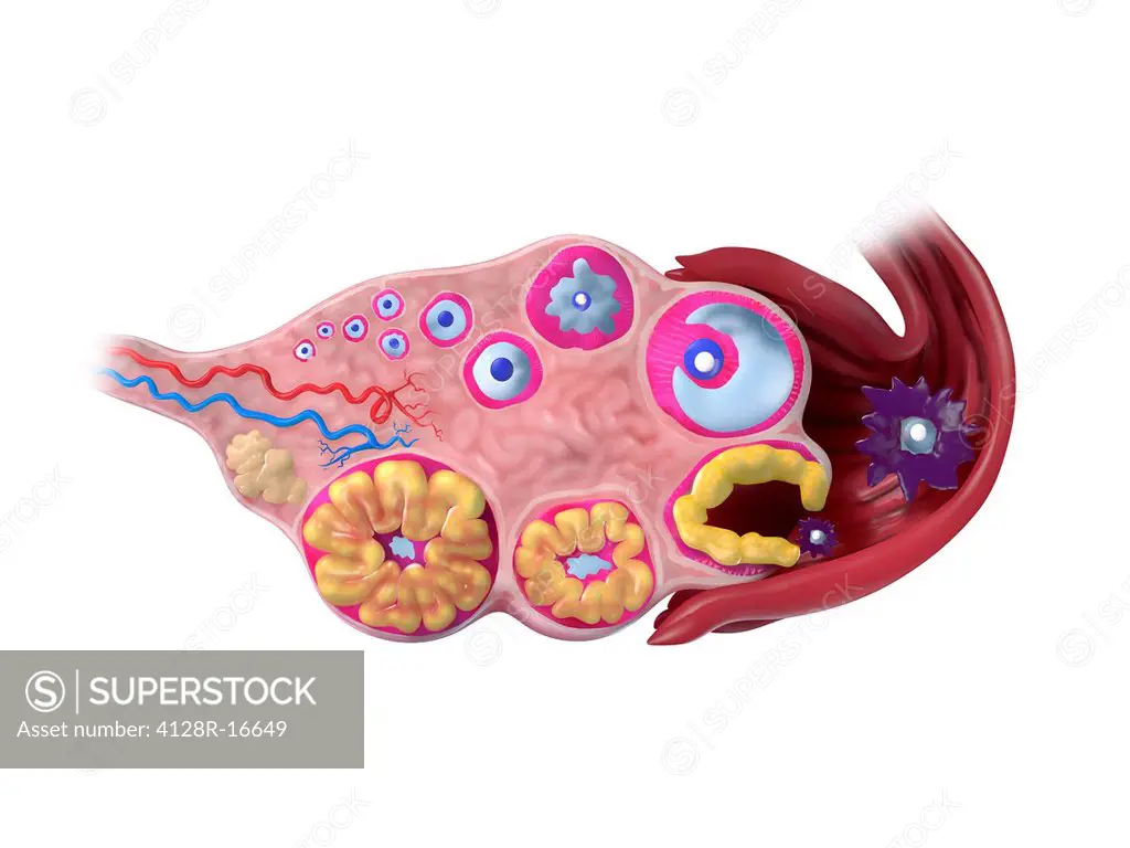 Ovarian cycle. Computer artwork showing the development of a human ovum egg in an ovary.