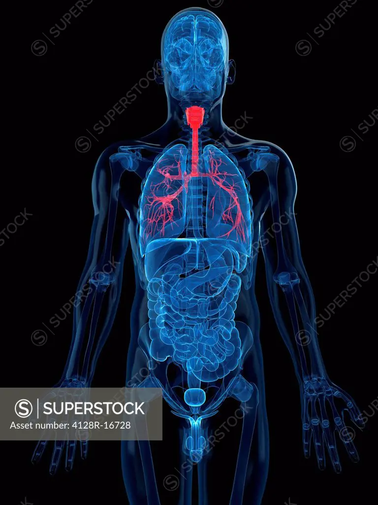 Human lungs, computer artwork.