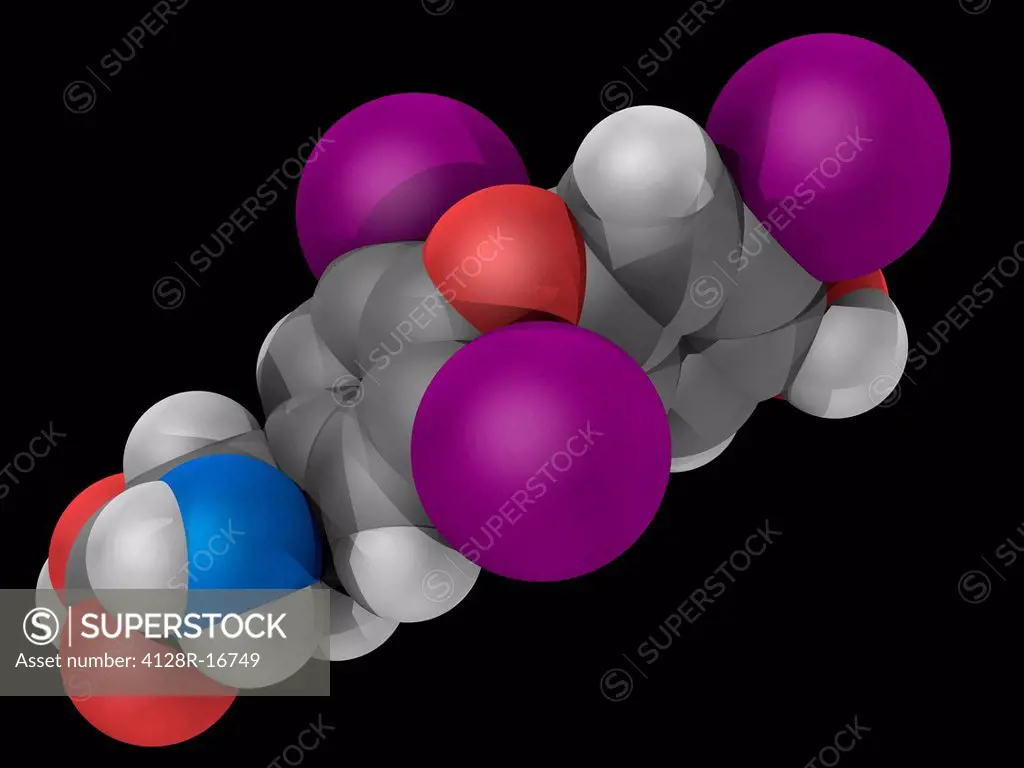 Liothyronine, molecular model. Thyroid hormone used to treat hypothyroidism and myxedema coma. Atoms are represented as spheres and are colour_coded: ...