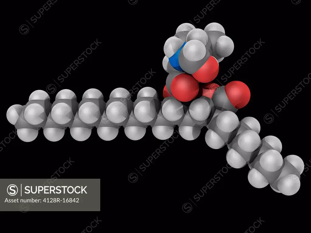 Orlistat, molecular model. Drug designed to treat obesity by preventing the absorption of fats. Atoms are represented as spheres and are colour_coded:...