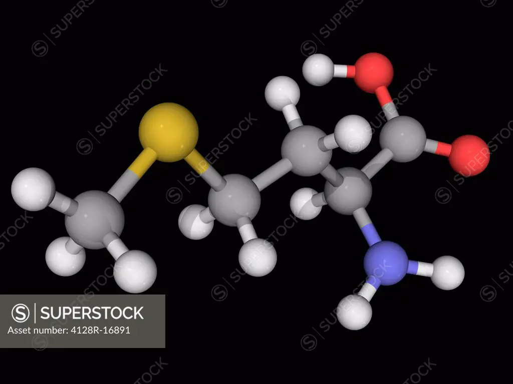 Methionine, molecular model. Essential alpha_amino acid. Atoms are represented as spheres and are colour_coded: carbon grey, hydrogen white, nitrogen ...