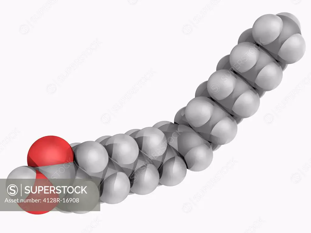 Elaidic acid, molecular model. Major trans fat found in hydrogenated vegetable oils. Atoms are represented as spheres and are colour_coded: carbon gre...
