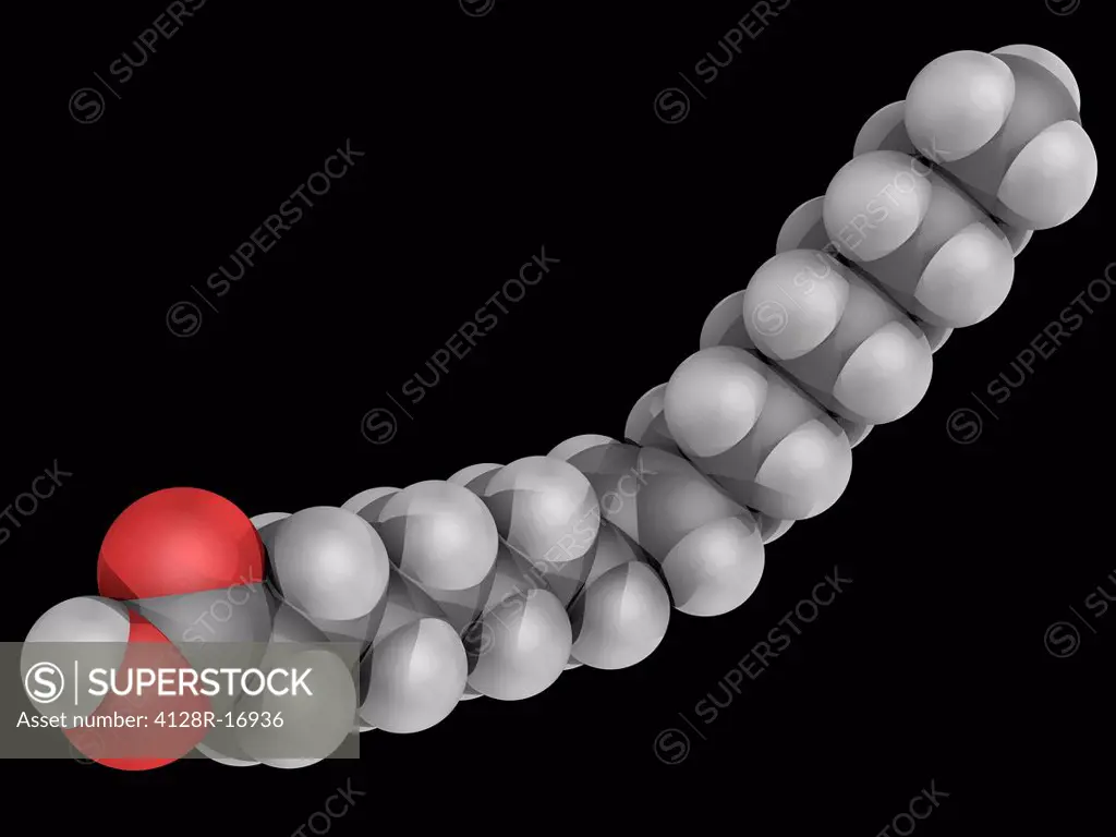 Elaidic acid, molecular model. Major trans fat found in hydrogenated vegetable oils. Atoms are represented as spheres and are colour_coded: carbon gre...