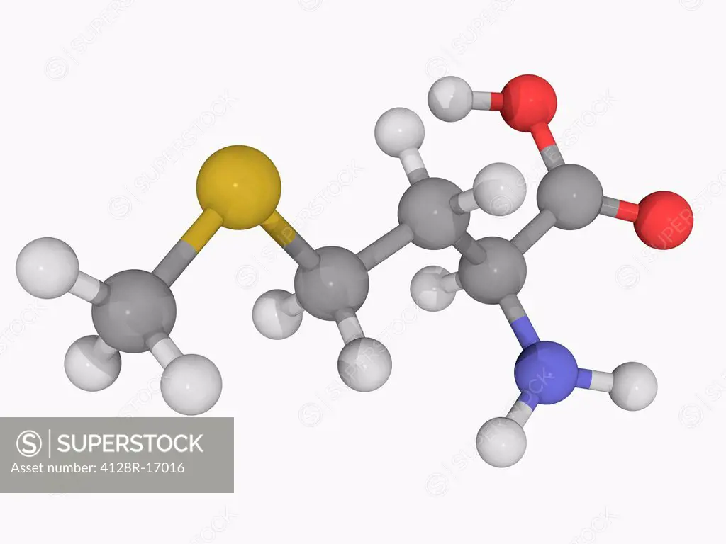 Methionine, molecular model. Essential alpha_amino acid. Atoms are represented as spheres and are colour_coded: carbon grey, hydrogen white, nitrogen ...