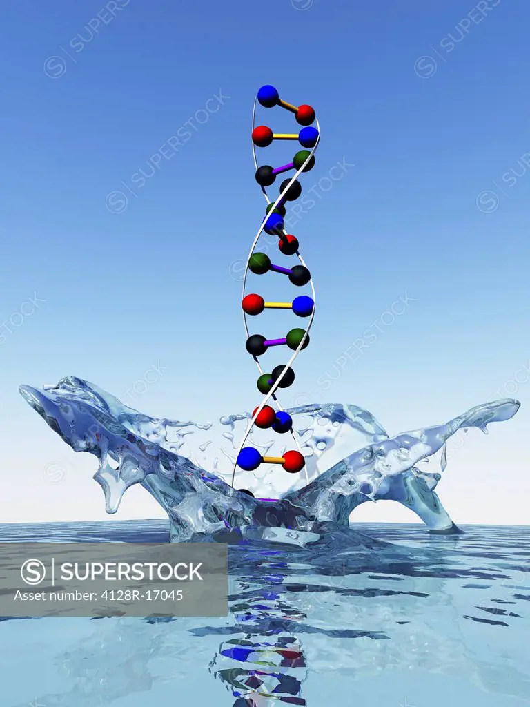Artwork of a DNA deoxyribonucleic acid molecule coming out of water or splashing into water. This double helix spiral genetic molecule found in all li...