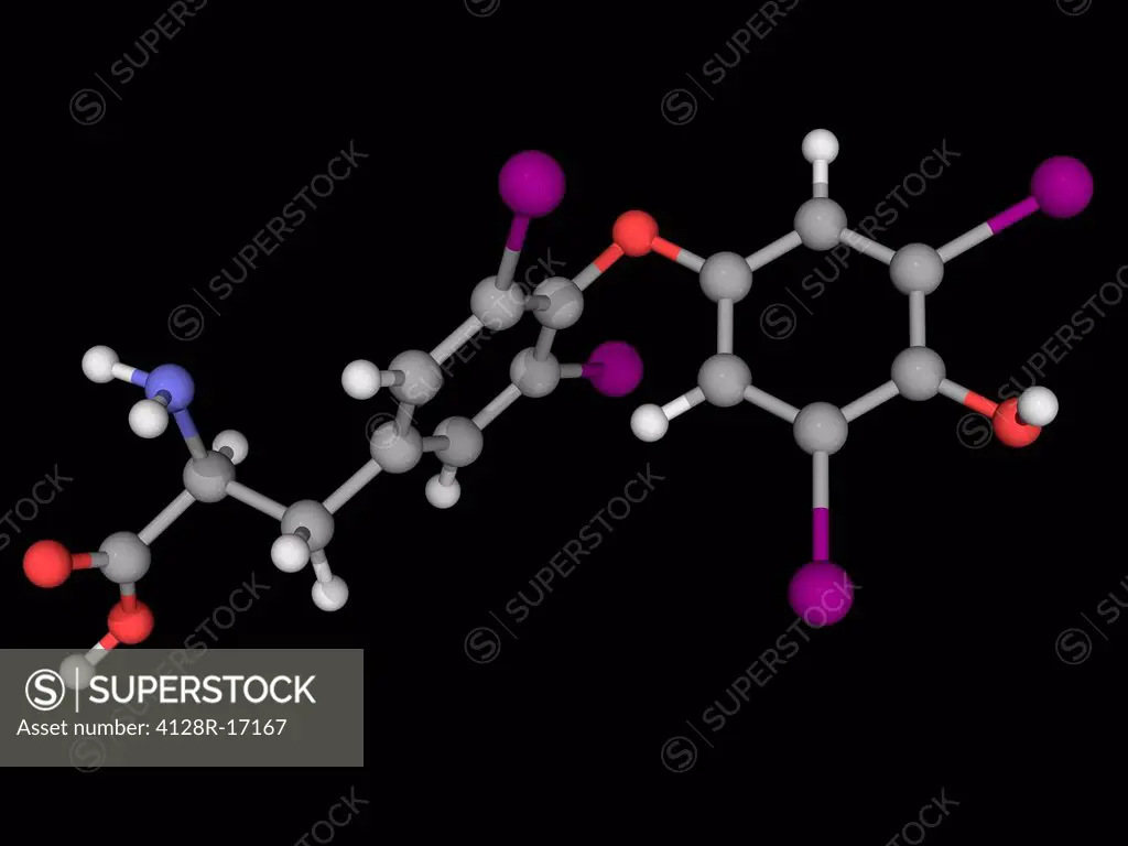 Levothyroxine, molecular model. Synthetic form of the thyroid hormone thyroxine and used to treat hypothyroidism. Atoms are represented as spheres and...