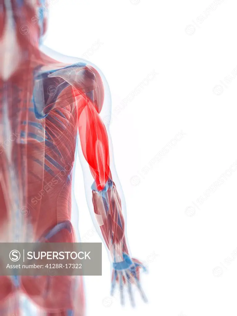 Triceps muscle, computer artwork.