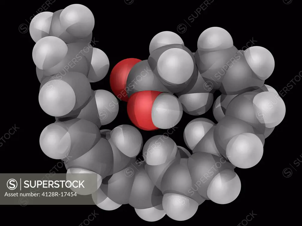 Docosahexaeonic acid, molecular model. Omega_3 fatty acid, a main component of the human brain and retina. Atoms are represented as spheres and are co...