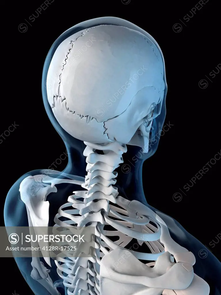 Upper body bones, computer artwork.