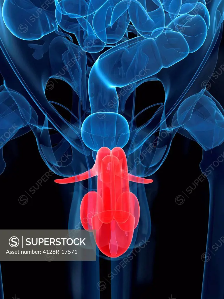 Male reproductive system, computer artwork.