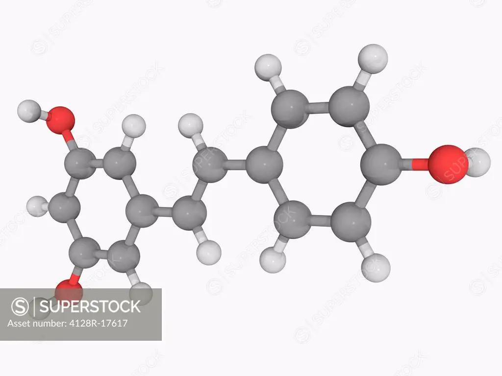Resveratrol, molecular model. A type of natural phenol found in the skin of red grapes. The effects of reseveratrol are under study. Atoms are represe...