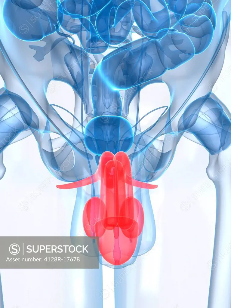 Male reproductive system, computer artwork.