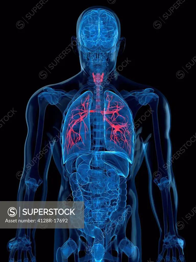 Human lungs, computer artwork.