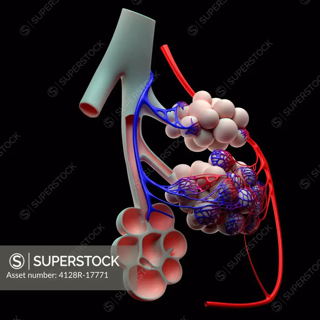 Human alveoli, computer artwork.