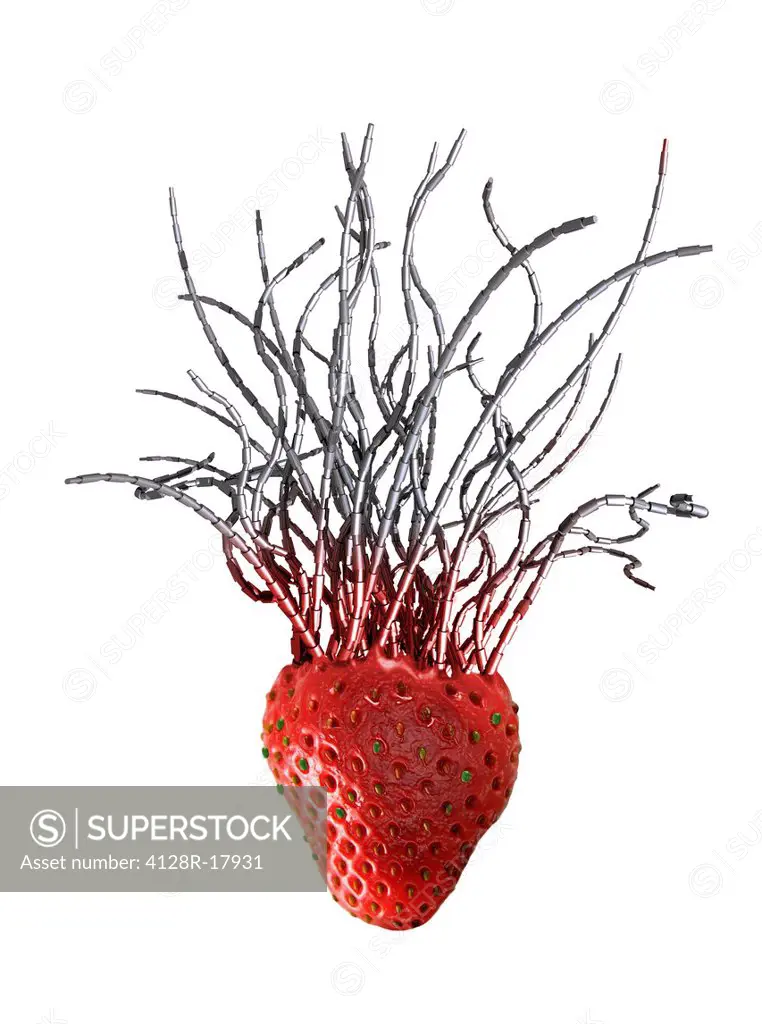 Genetically modified strawberry, conceptual computer artwork.