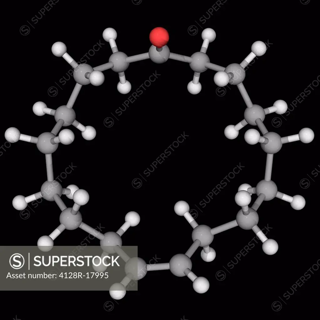 Civetone, molecular model. Pheromone sourced from the African civet, one of the oldest perfume ingredients. Atoms are represented as spheres and are c...