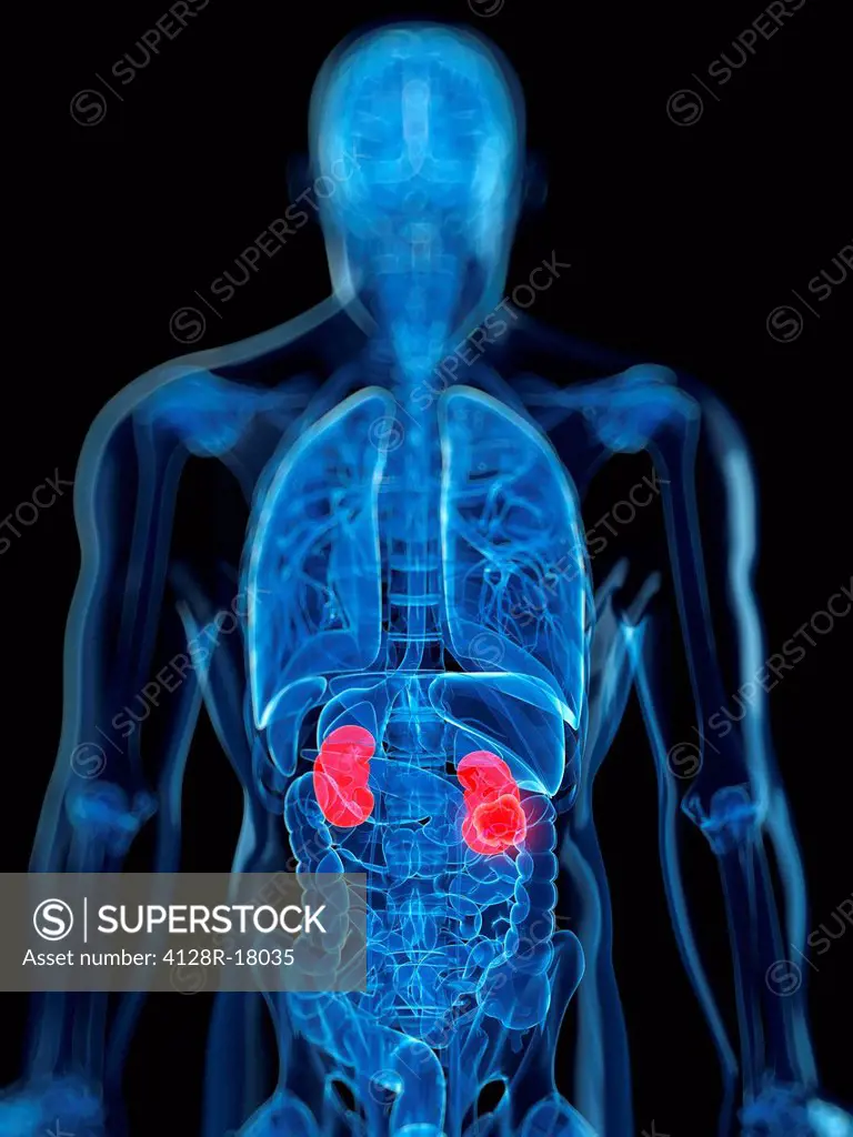Healthy kidneys, computer artwork.