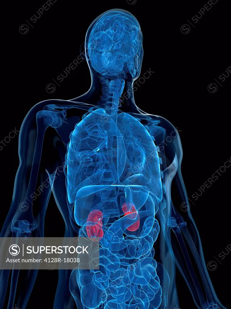 Healthy kidneys, computer artwork.