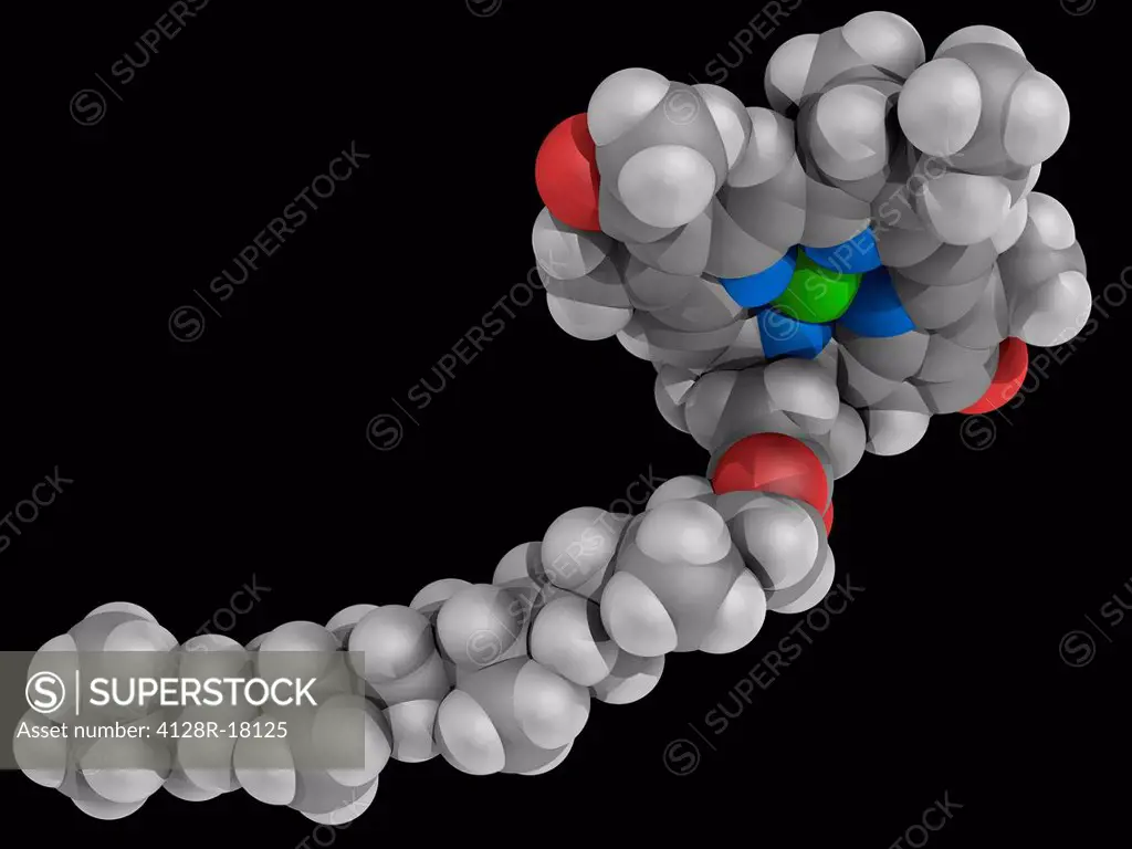 Chlorophyll B, molecular model. Chlorin pigment with a magnesium ion at the center of the chlorin ring. Vital for photosynthesis in plants. Atoms are ...