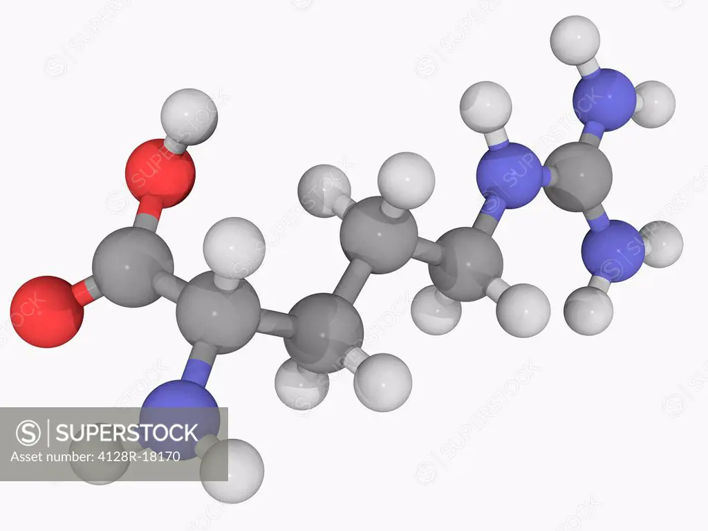 Arginine, molecular model. Nonessential alpha_amino acid found in a variety of foods. Atoms are represented as spheres and are colour_coded: carbon gr...