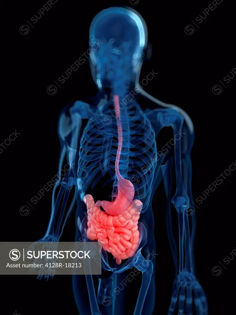 Healthy digestive system, computer artwork.