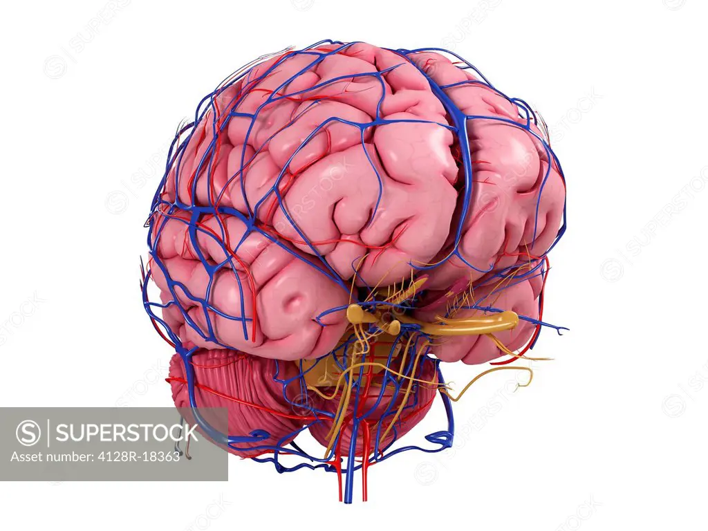 Human brain, computer artwork.