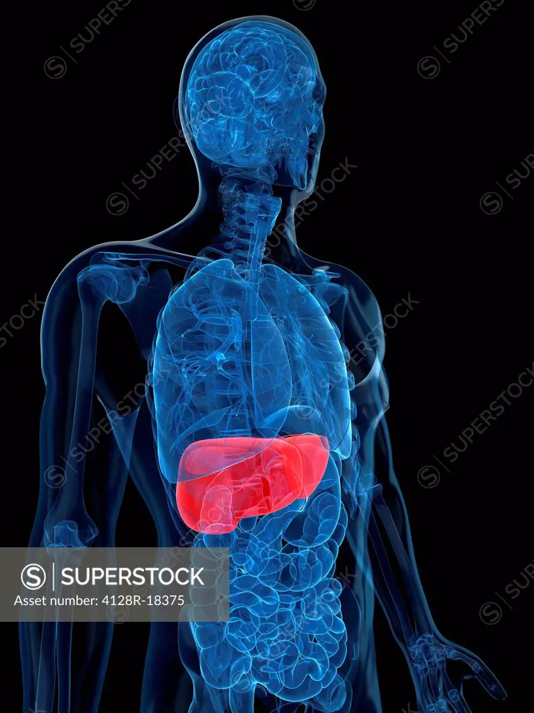 Healthy liver, computer artwork.