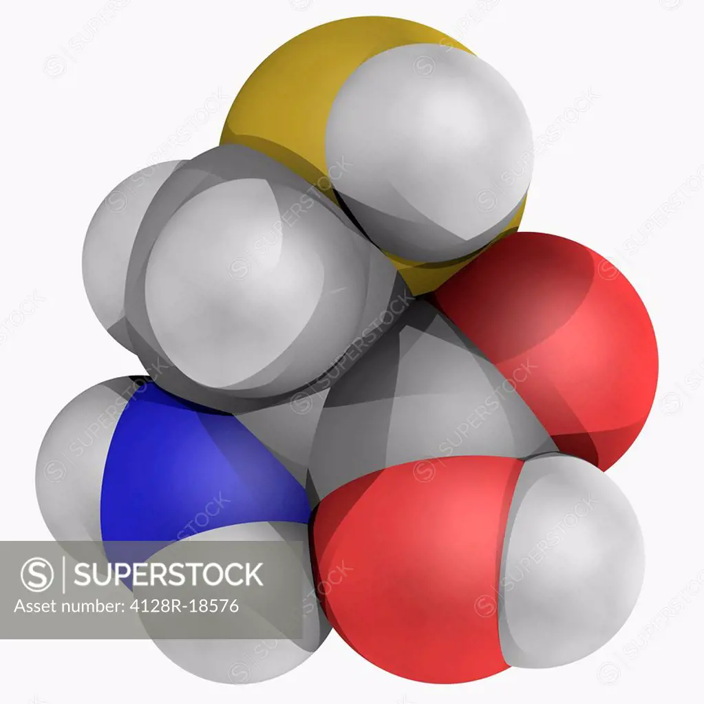 Cysteine, molecular model. Non_essential alpha_amino acid. Atoms are represented as spheres and are colour_coded: carbon grey, hydrogen white, nitroge...
