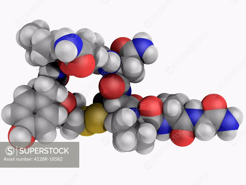 Oxytocin, molecular model. Mammalian hormone acting as a neuromodulator in brain. Atoms are represented as spheres and are colour_coded: carbon grey, ...
