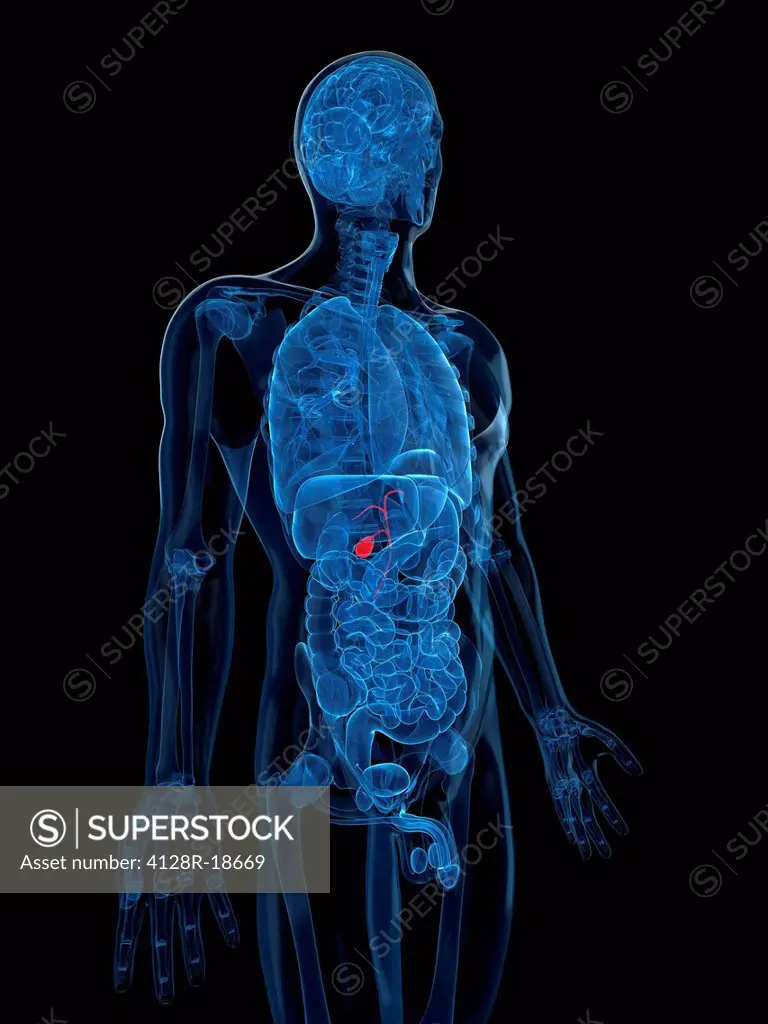 Healthy gallbladder, computer artwork.