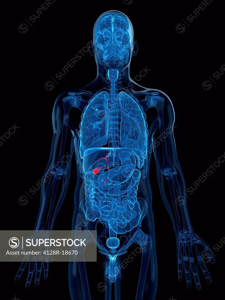 Healthy gallbladder, computer artwork.